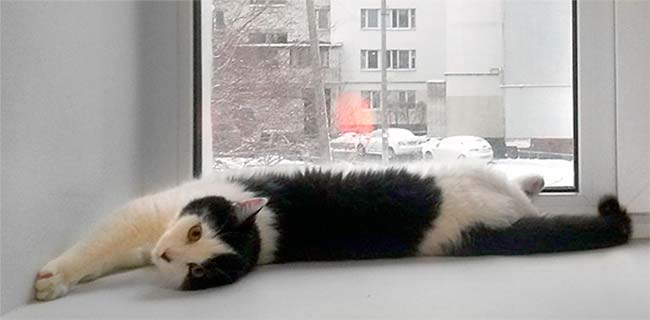 кіт в новому вікні взимку